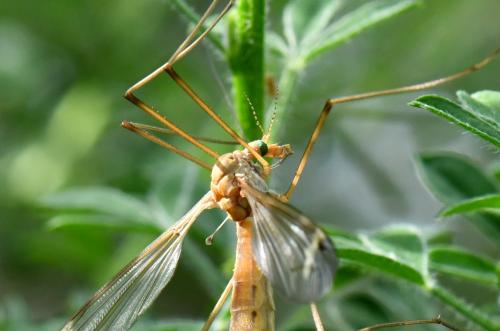 Tipula helvola